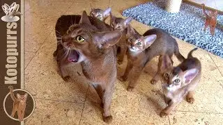 Kittens are fed up and ready to play![kotopurrs]