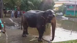 Colombo Nawam Perahara 2022 elephants getting quick bath before dressing - Part 3