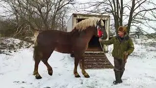 РАЗГРУЗКА ЖЕРЕБЦА/ ПРИВЕЗЛИ ДОМОЙ