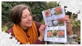 Dahlia Varieties I'm Growing in 2023