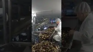Линия сортировки и дефекации конфет от производителя.