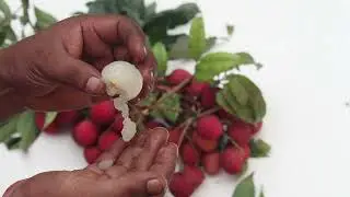 ASMR lychee
