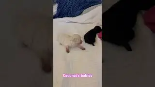Coconut passed away, she left us with these precious babies. AKC Toy Poodles by Cyndi’s Poodles.