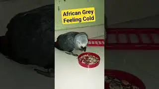 AFRICAN GREY PARROT