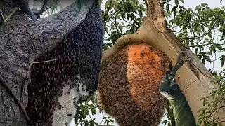 Honey Harvest is Still Full Seal, Multiflora HONEY.. Delicious 🐝🐝🐝
