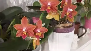 Обзорчик😁Выбираем вместе тему следующего ролика😘👌