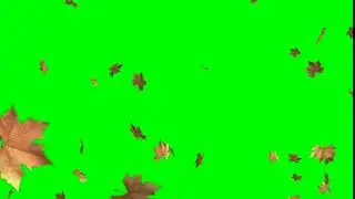 AUTUMN EFFECT #1 GREEN SCREEN | CHROMA