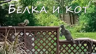 Белка и кот