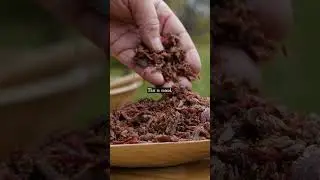The Ultimate Survival Food 