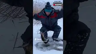 Первый лёд,жерлицы.Щука сделала КУЛЬБИТ обратно в лунку.#shorts #teamправильнаяподсечка