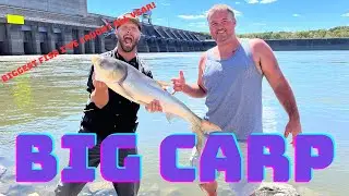 Huge CARP caught on light tackle!!