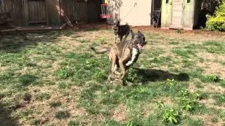 Dogs