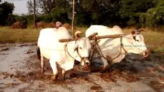 Ploughing paddy field with Bulls in Telanagana , India