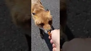 Making Friends