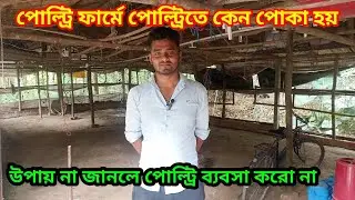 পোল্ট্রি পাখিতে কেন পোকা হয়।। এর প্রতিকার কি কি আছে।। ভিডিও না দেখলে সম্পূর্ণ মিস।।