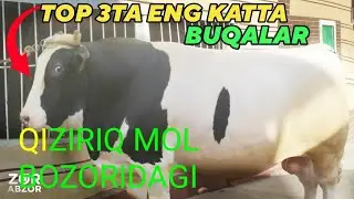 QIZIRIQ MOL BOZORIDAGI NARHLAR - 6      BILAN TANISHING.       Musurmonjon Ibragimov