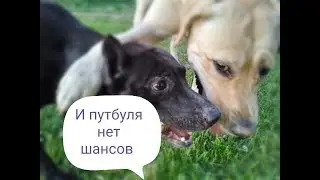 Фаина питбуль, лабрадор против ПИТБУЛЯ.
