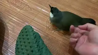 Đam mê nuôi chim cảnh .