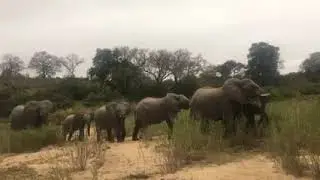 Making themselves look huge!