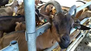 Сыр от Мукко