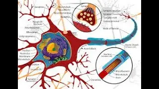 Neuron
