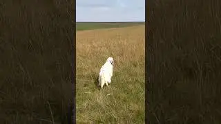 натаска дрессировка сеттера