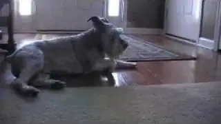 Miniature Schnauzer Talking