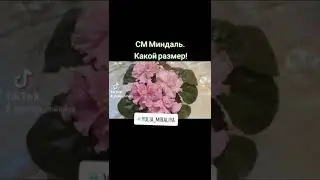 СМ Миндаль. Огромные цветы даже на стартёре. 