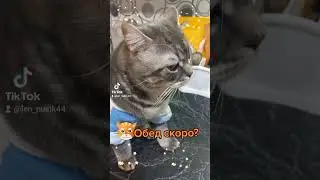 Смешное короткое видео с котиком.  