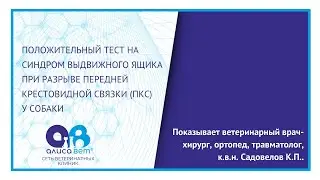 Разрыв передней крестовидной связки(ПКС) тест на синдром выдвижного ящика у собаки