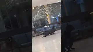 K9s playing on the airport 😂 #shorts