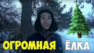 Нарядим ёлку  в лесу!?