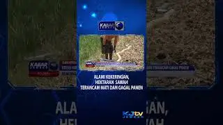 ALAMI KEKERINGAN, HEKTARAN  SAWAH TERANCAM MATI DAN GAGAL PANEN #shorts