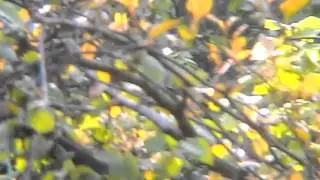 Doğa bülbül otumu 2016 04 17 turgay gultekin