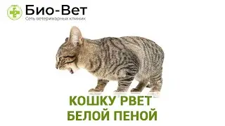 Кошку рвёт белой пеной - причины и что делать // Сеть Ветклиник Био-Вет