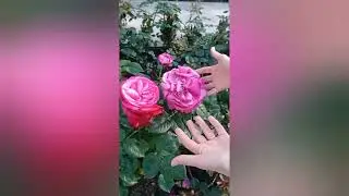 Парк Ривьера в Сочи, розарий