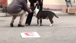 Dog Show Mono Bull terrier 2014/05/25 p22 (599)