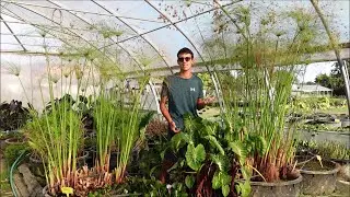 Papiri, le diverse specie di Cyperus per abbellire il tuo laghetto o terrazzo
