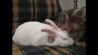 Sasha and Milo Cuddling