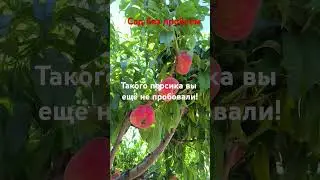 Бельмондо - наивкуснейший инжирный персик!