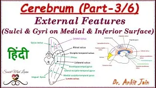 Cerebrum (Part-3/6) in Hindi - Gyri & Sulci on Medial and Inferior surface of cerebral hemisphere