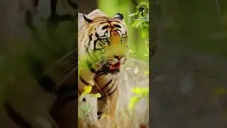 Royal Bengal Tiger #tiger #royalbengaltiger #animals #wildanimals #shots #facts    -Pets Paradise