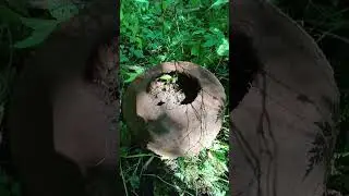 Поиск металлолома на военной дороге 1942 года#metaldetecting #коп