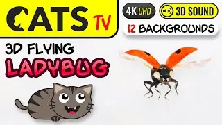GAME FOR CATS - 3D Ladybug 🐞 12 BACKGROUNDS 😻 4K [Cat TV] 3 Hours
