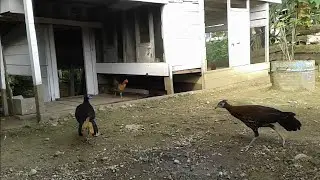 sempidan muda kalimantan