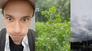 ЗАЕХАЛИ НА КРЕСТОВСКИЙ ч 8 | ЗАШЛИ НА АТРАКЦИОНЫ | СЕМЕЙНАЯ СЦЕНА ЧАЕК | ЗАПОМИНАЕМ ИМЕНА 4Х ЛЬВОВ🐯
