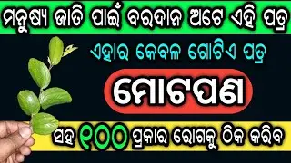 ମନୁଷ୍ୟ ପାଇଁ କୌଣସି ବରଦାନଠୁ କମ ନୁହେଁ ଏହି ପତ୍ର, ମୋଟାପଣ ସହ ୧୦୦ ପ୍ରକାର ରୋଗ ଠିକ ହେବ | Ber Leaves Benefits