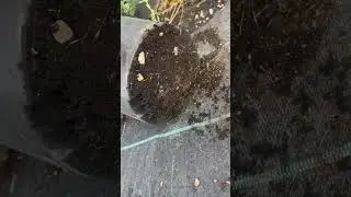 🐉 Можжевельник Вилтони 