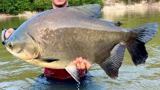 BRIGA insana com TAMBAQUI selvagem no rio capim ! Vara 17lb carretilha NEXT !  #pescaria
