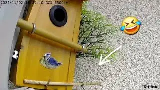 @Von der Überwachungskamera 🐦♥️🤣🏚 #video #birds #nature #motivation #trending